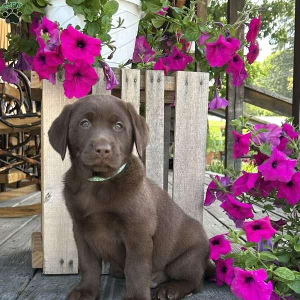 Hershey, Chocolate Labrador Retriever Puppy
